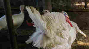 To Cook A Holiday Turkey in Kolkata, It Takes A Village, 2 Butchers And 3 Cabs