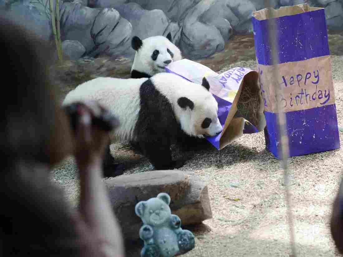 Twin giant panda sisters Mei Huan, rear, and Mei Lun play with presents filled with biscuits as they celebrate their second birthday at Zoo Atlanta, on July 15, 2015.