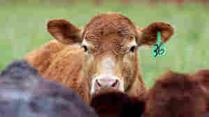 Despite Pledges To Cut Back, Farms Are Still Using Antibiotics