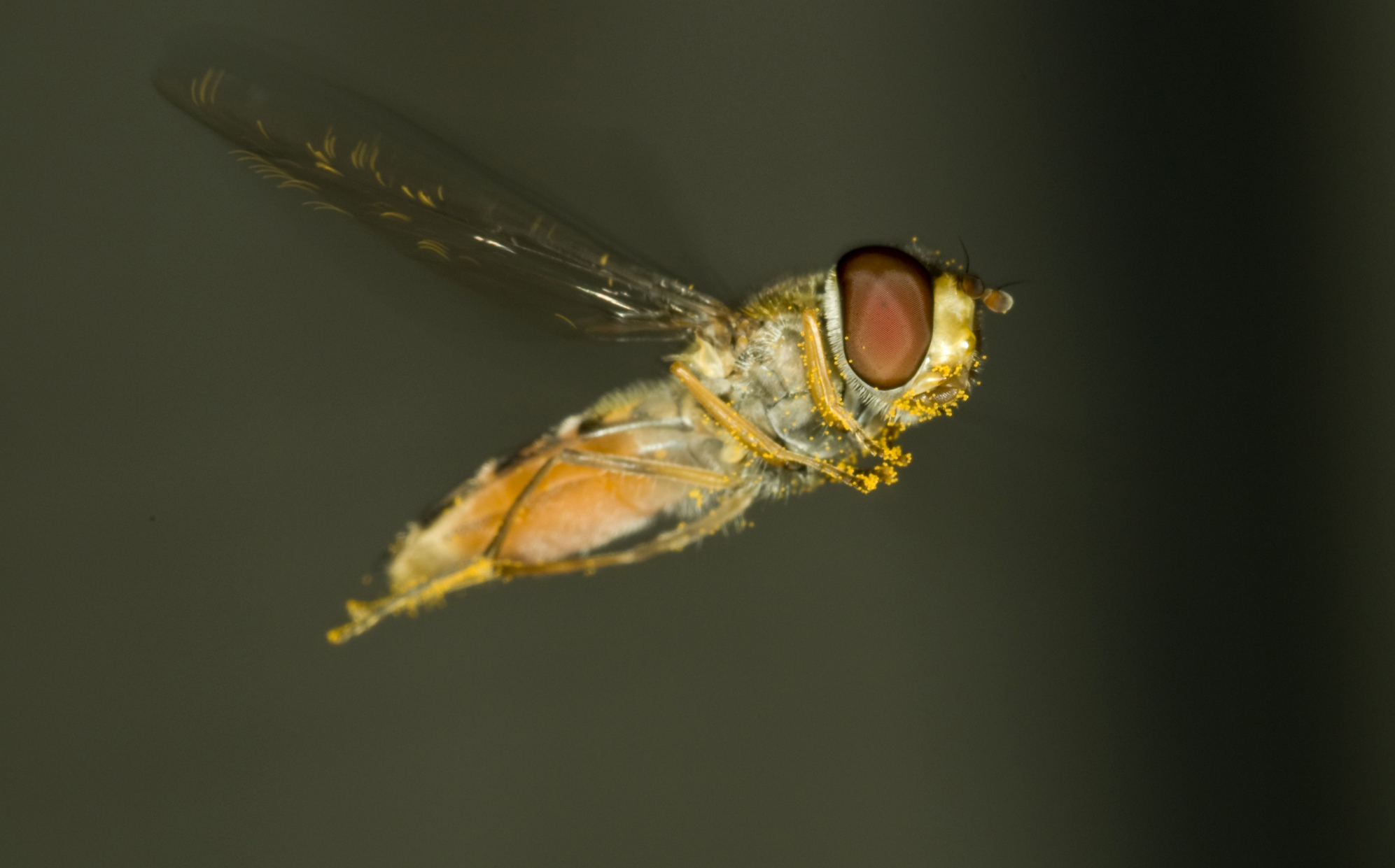 Crowed Insects Bugs Abound: If You Think The Skies Are Crowded, You Have No Idea | NPR ...