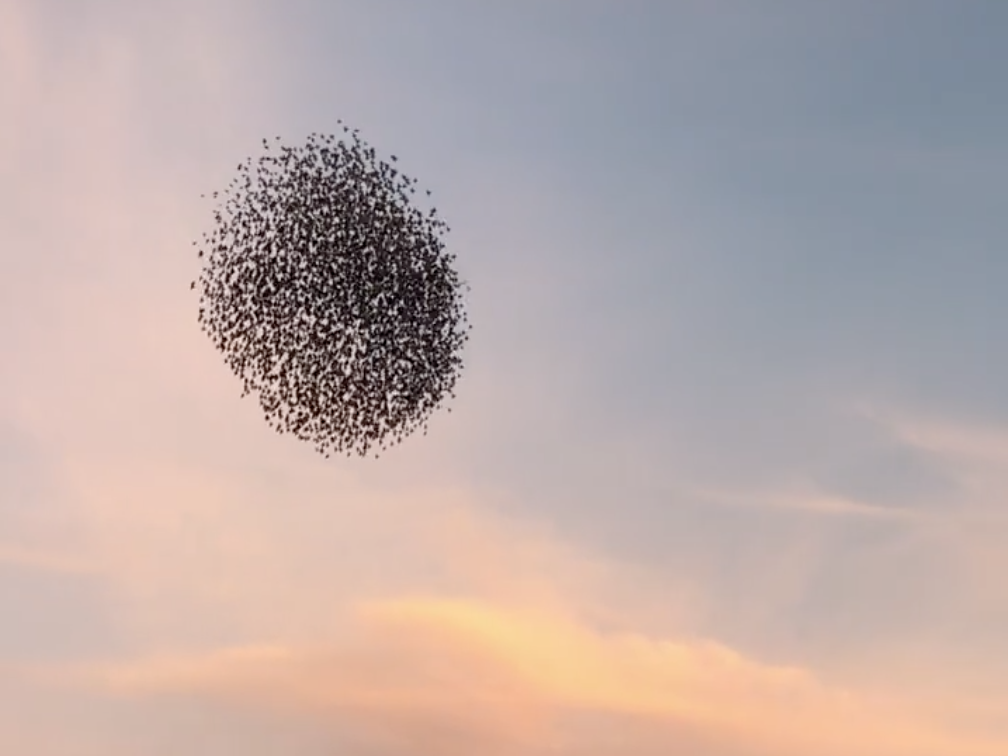 Starling Bird Flock which-finch-homemade-bird-feeders-diy-bird-feeder-bird-feeders