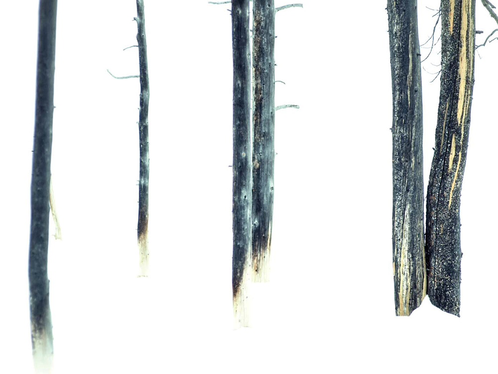 Beautiful, icy 'History Of Wolves' transcends genre