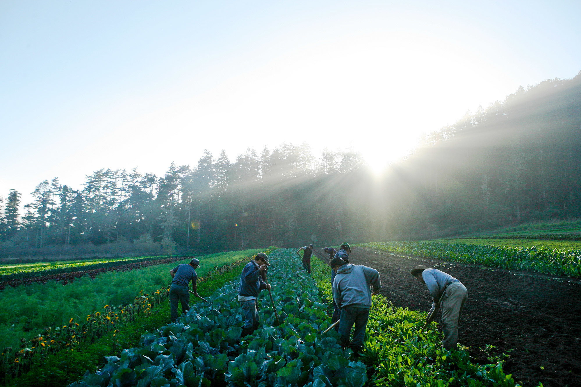 Many large-scale farms rely heavily on immigrant labor. And many farmers are opposed to Donald Trump's strong stance against illegal immigrant.