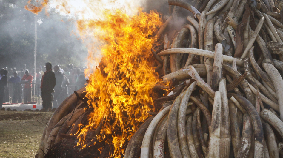 Elephant tusks totaling about 15 tons are set on fire during an anti-poaching ceremony at Nairobi National Park in Nairobi, Kenya, in March 2015. Conservationists say a pledge by China to stop the ivory trade is a possible game-changer in the struggle to curb the slaughter of elephants. (Khalil Senosi/AP)