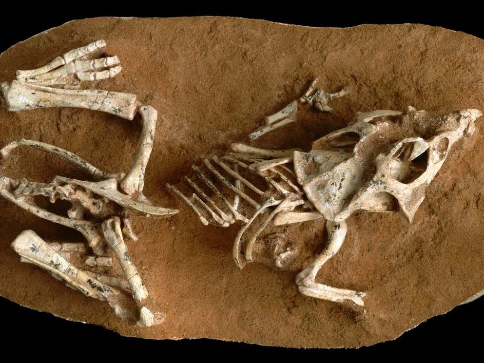 Dinosaur 'Baby Teeth' Reveal That Dino Eggs Hatched Slowly