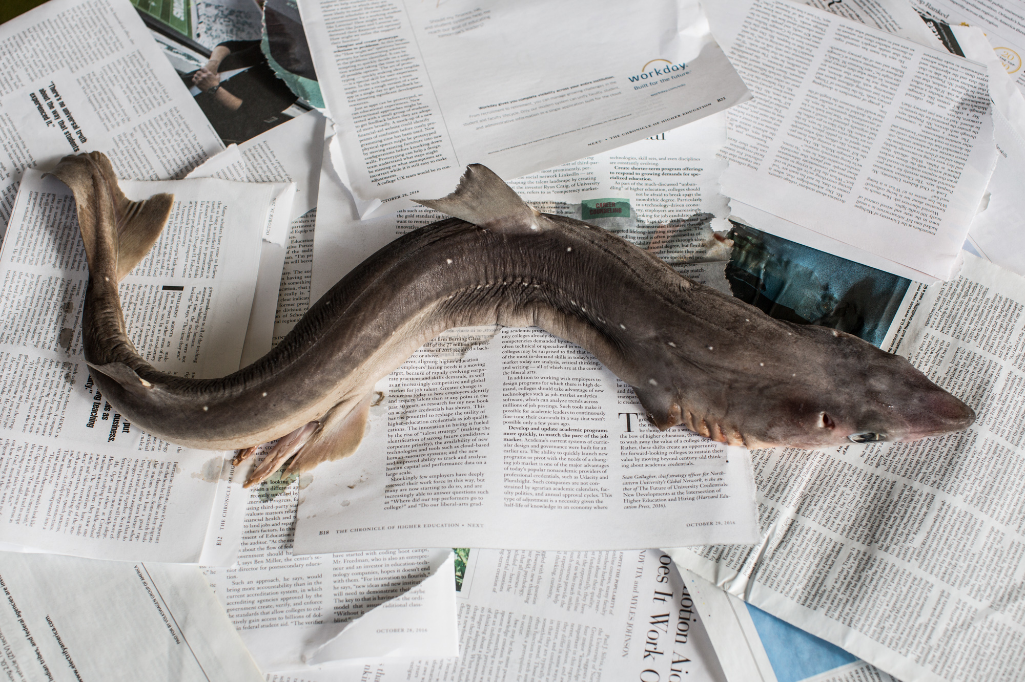 This shark may look menacing, but sautee it and drizzle some lemon caper sauce on top, and this dogfish becomes doggone delicious. (NPR)