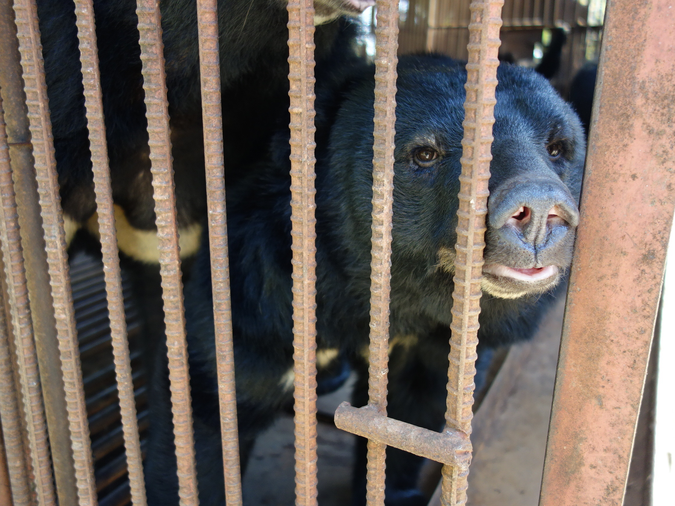 The Asiatic black bear is now an endangered species, after being captured in the wild and farmed for its bile. Elise Hu/NPR.