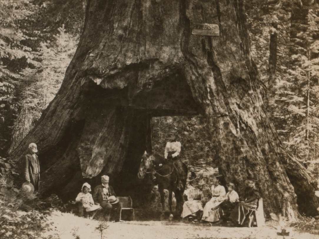 Iconic Sequoia 'Tunnel Tree' Brought Down By California Storm