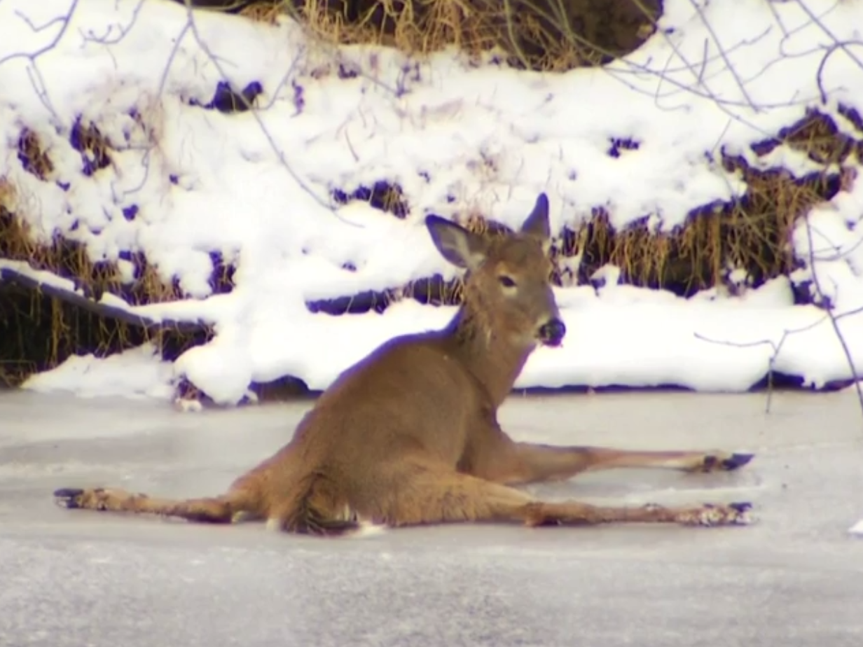 VIDEO: Conn. Deer Rescue Transfixes Hundreds Of Thousands Of People