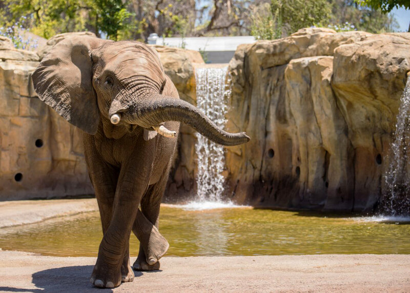 fitness trackers boost zoo elephant health shots health news npr