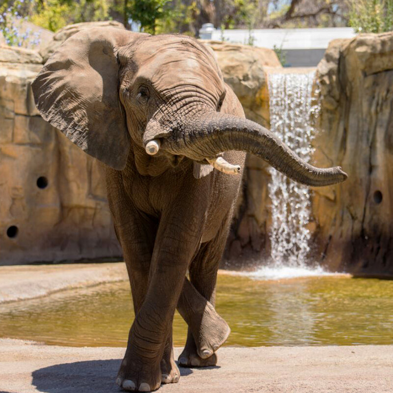 nearly 90 elephants found dead near botswana sanctuary killed by