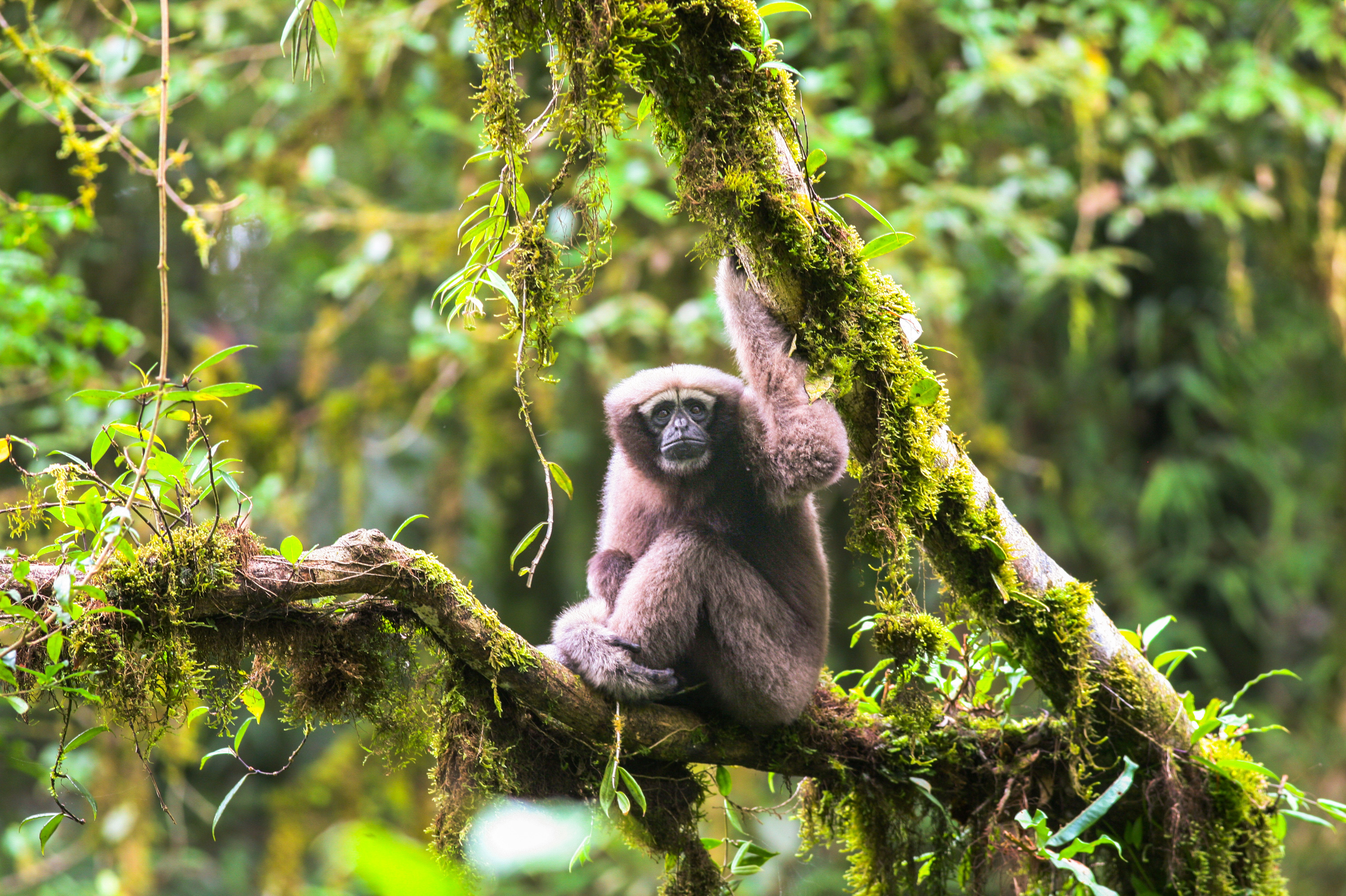 Adult Female Hoolock Tianxing.