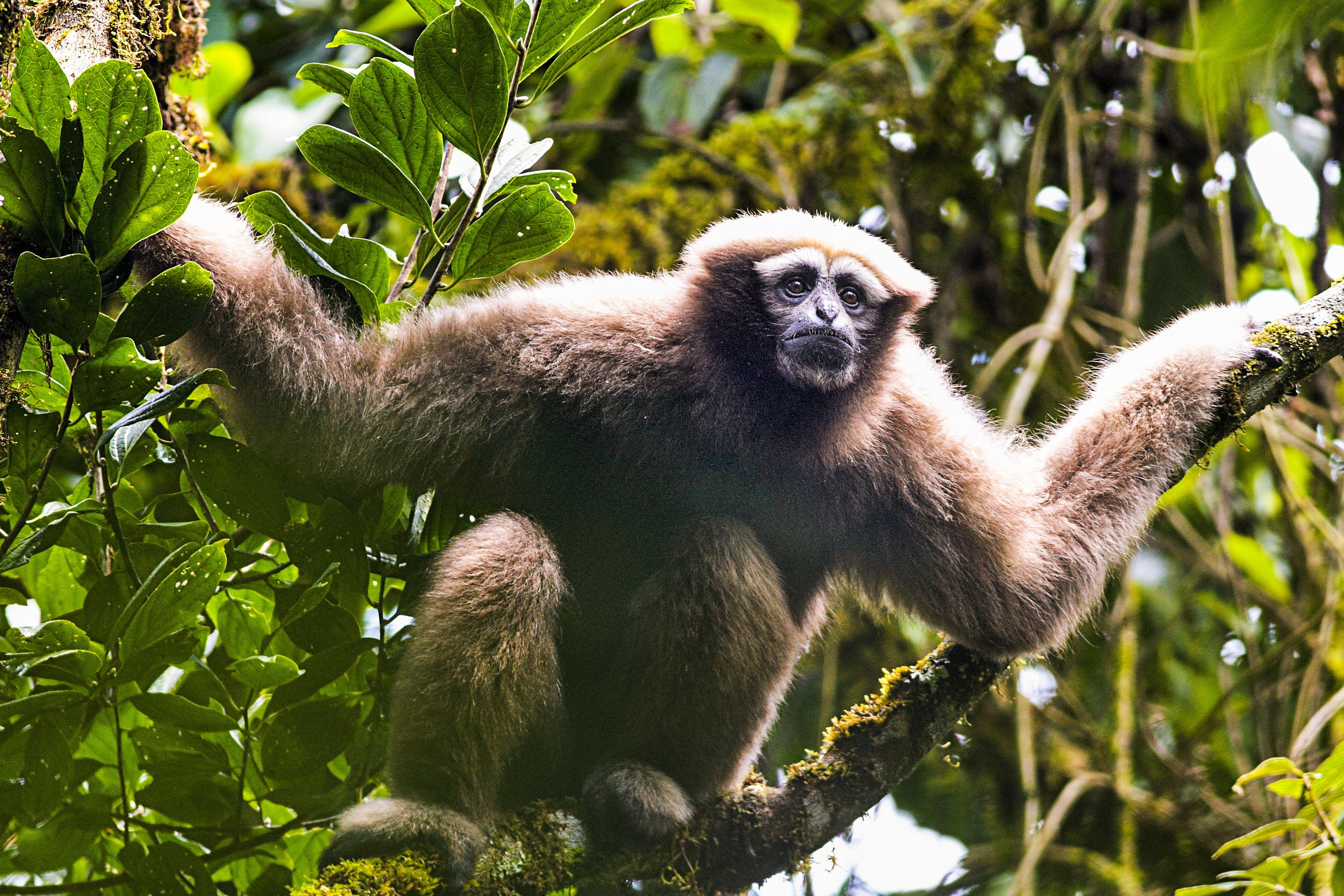 Adult Female Hoolock Tianxing