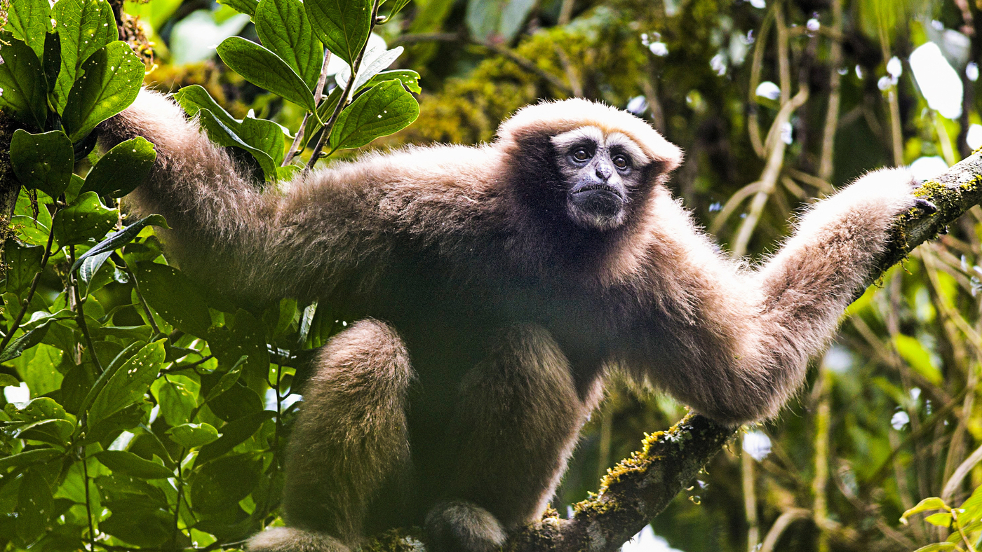 New 'Skywalker' Ape Species Will Need Jedi Powers To Survive : The Two ...