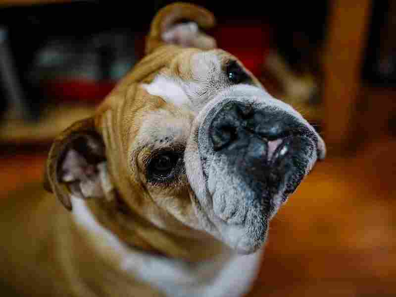 Julie's dog, Teddy