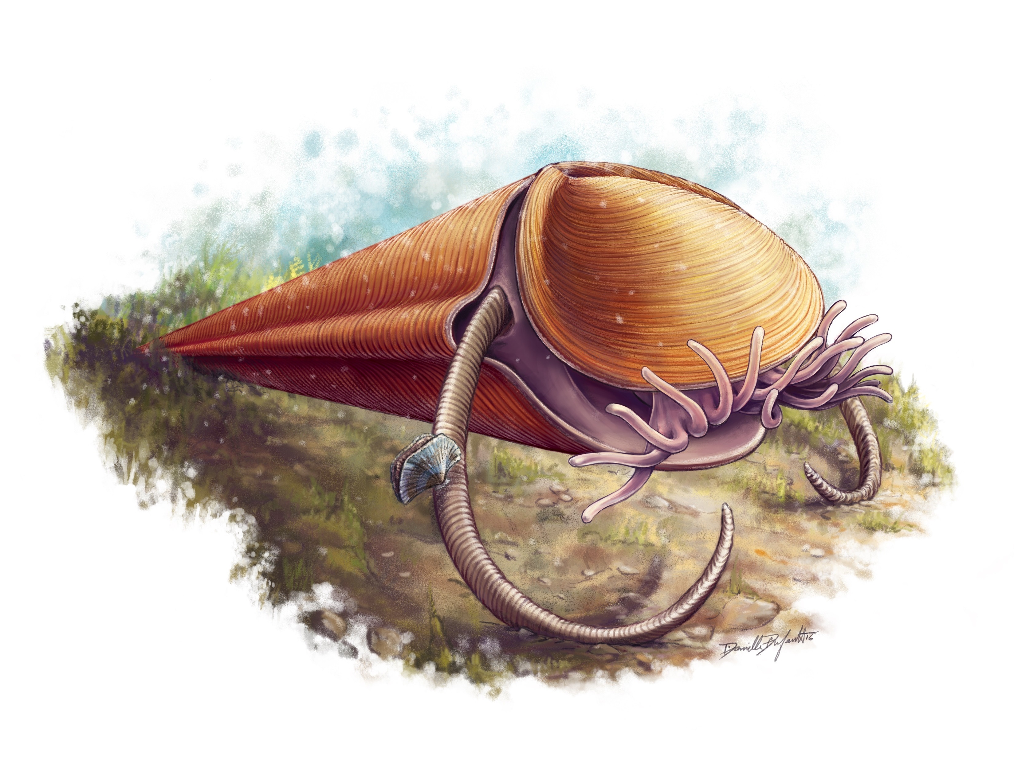 Prehistoric Sea Creatures With Shells