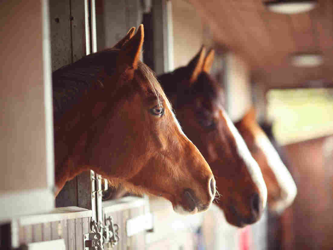 A new study suggests horses have the cognition skills to signal a human caretaker when they know something he or she does not, says Barbara J. King.