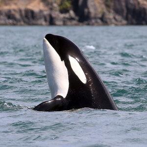 Menopause Mystery: Why Do Female Killer Whales Experience The Change Of Life?