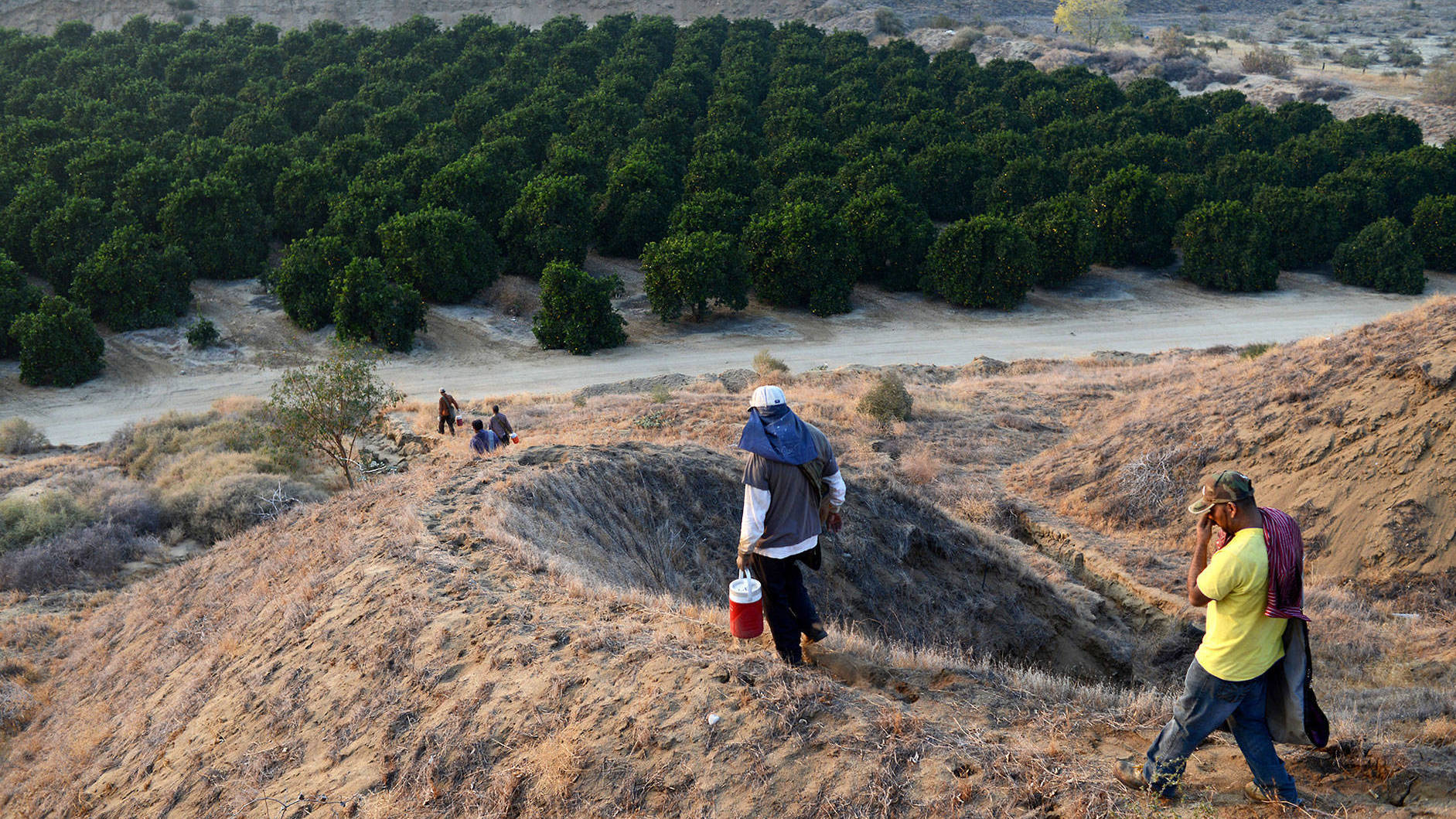 Farmworkers head home after a day of picking at a large citrus farm near Bakersfield, Calif. (KQED)