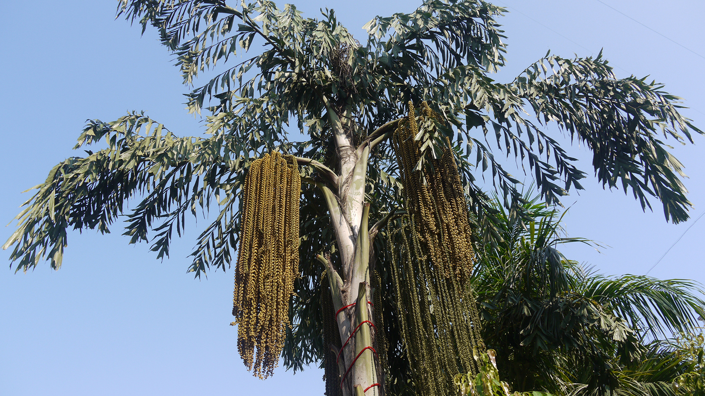 Sri Lanka's 'Kithul' Palm Syrup: An Ancient Sweetener In ...