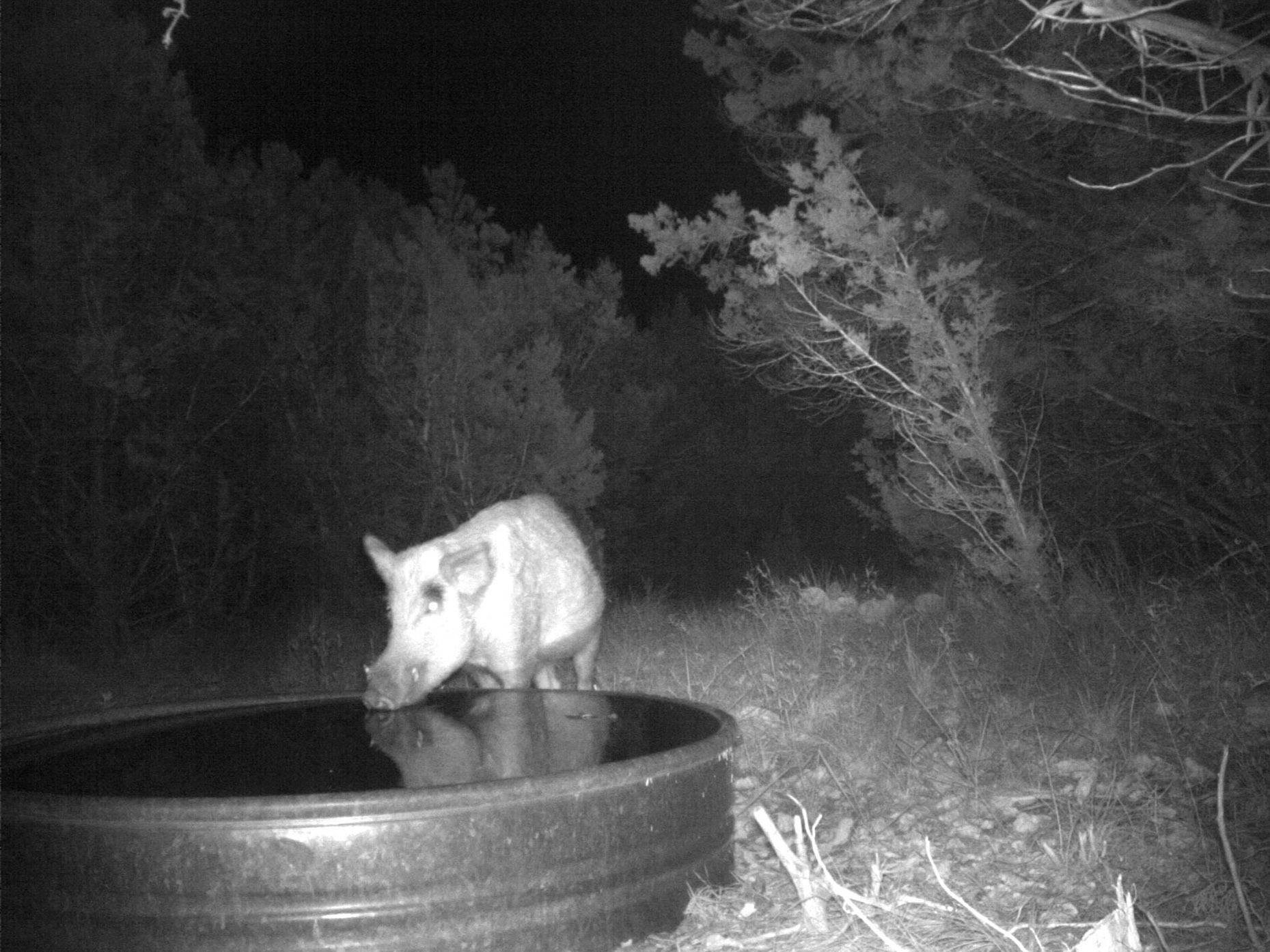 Scientists Get Down And Dirty With DNA To Track Wild Pigs 2 Researchers set up cameras in the wild in Texas to confirm that their test for pig DNA corresponded to visits by actual wild pigs.