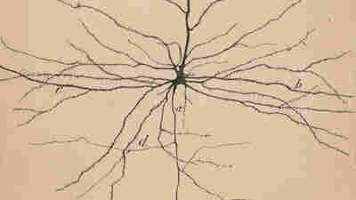 Art Exhibition Celebrates Drawings By The Founder Of Modern Neuroscience