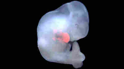 Controversial Research On Creation Of Human-Animal Embryos Published