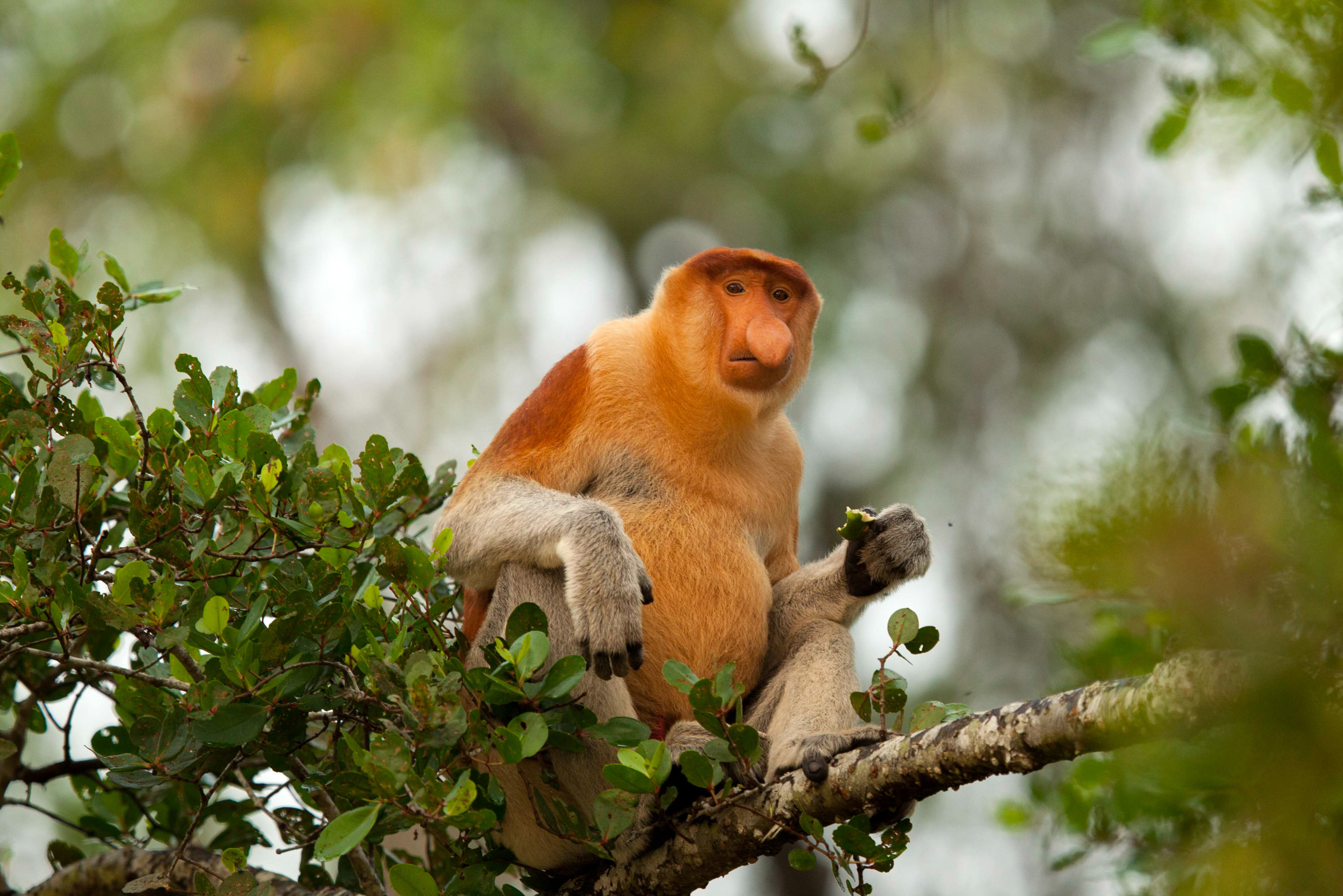 Once called the &quot;Dutchmen&quot; because of their large noses and large bellies, proboscis monkeys live only in Borneo. Ecosystems that have a lot of diverse animals, like this monkey, also tend to have a lot of diverse viruses. (Charles Ryan)