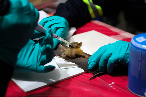 A little treat for a good volunteer: Scientists give fruit juice to a fruit bat after they've sampled its saliva, blood, urine and poop. The scientists will look for new viruses in the bat's bodily fluids.