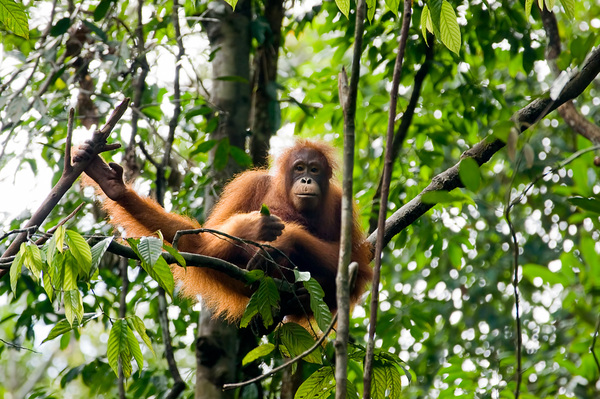 Our close cousins, orangutans carry several viruses that could potentially jump into people and cause outbreaks, including a new herpes virus and a new virus related to polio. In Borneo, orangutan populations are dwindling as their habitat is destroyed. Only about 40,000 individuals remain.