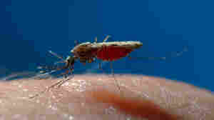 Drug-Resistant Malaria Turns Up In The U.K.
