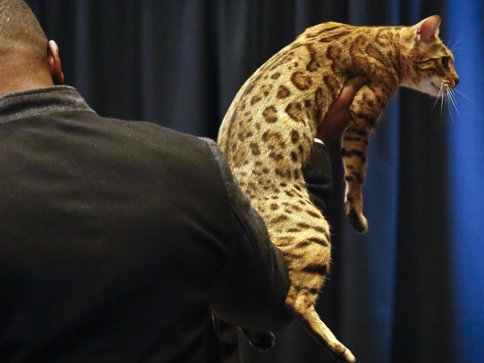 Westminster Dog Show Welcomes Cats Westminster Dog Show Welcomes Cats