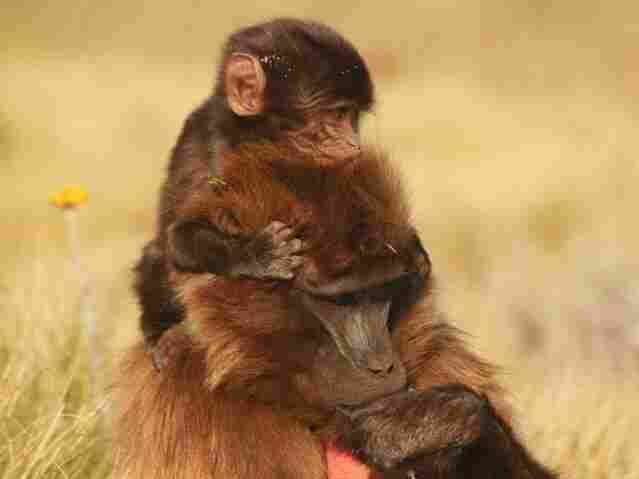 Researchers witnessed the births of 15 wild gelada monkeys residing in the grasslands of high-altitude Guassa, Ethiopia.