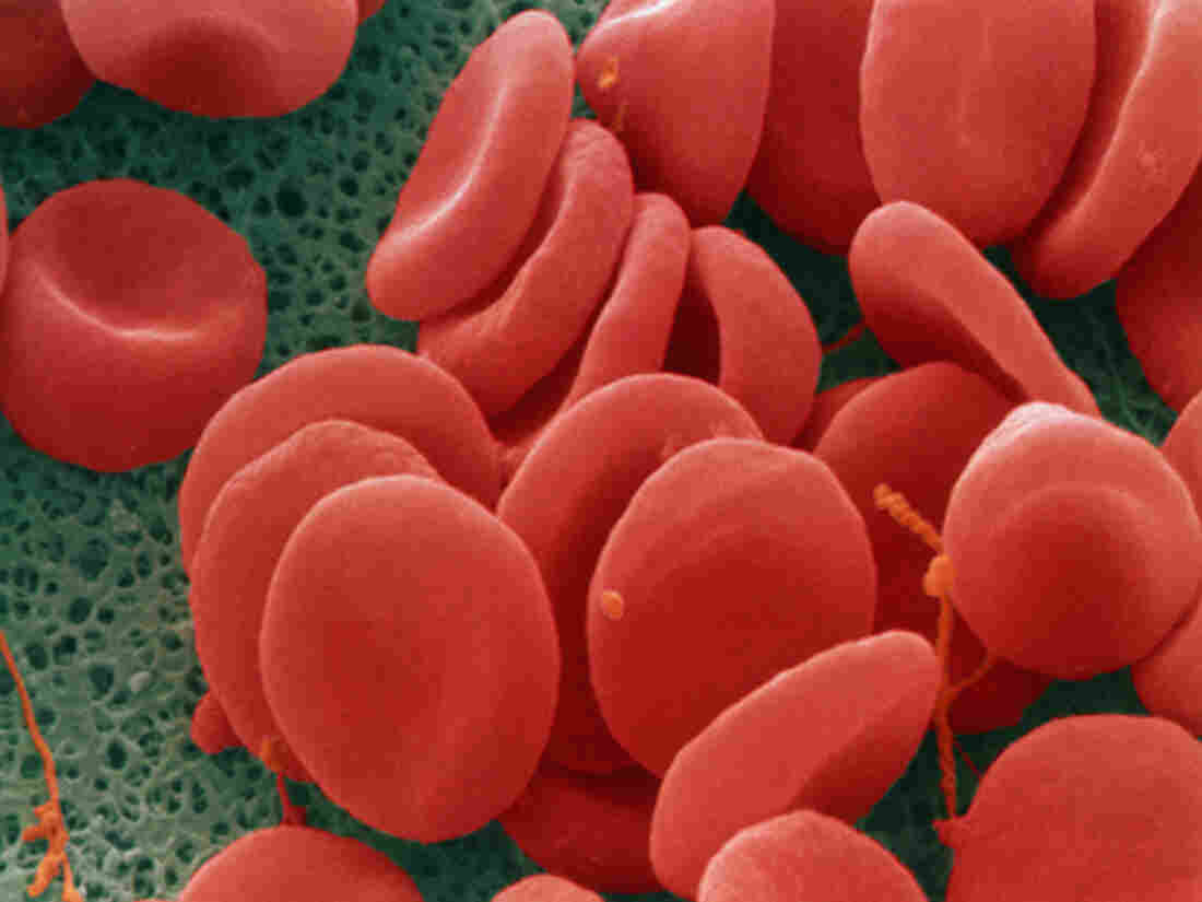 Blood's red color comes from the protein hemoglobin, which picks up oxygen in the lungs and distributes it around the body.