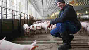 Pig Farming In Iowa Means Dirt Under Your Fingernails And A Strong Sense Of Pride