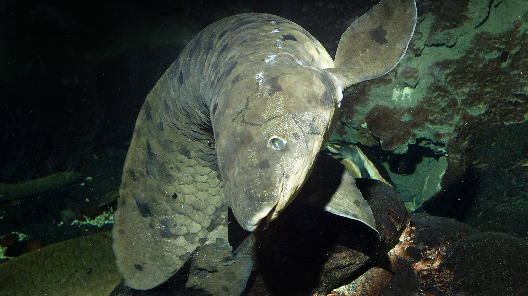 australian lungfish care
