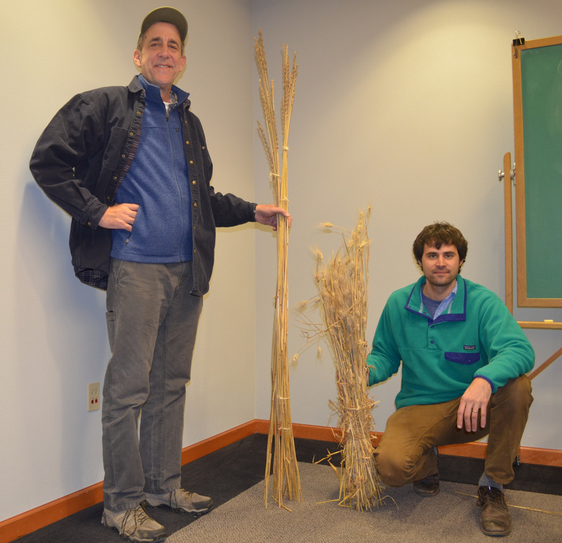 Don't Call It Wheat: An Environmentally Friendly Grain Takes Root