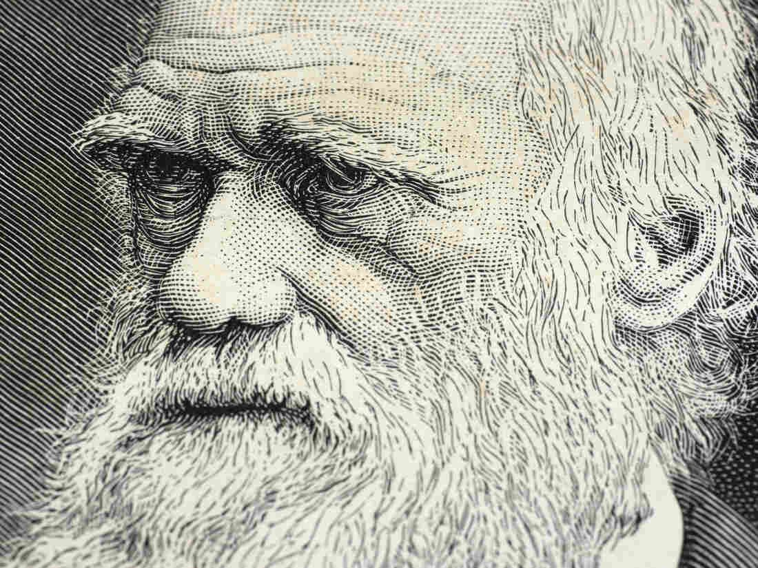 Charles Darwin was a careful reader and a diligent record-keeper when it came to his own habits, says Tania Lombrozo.