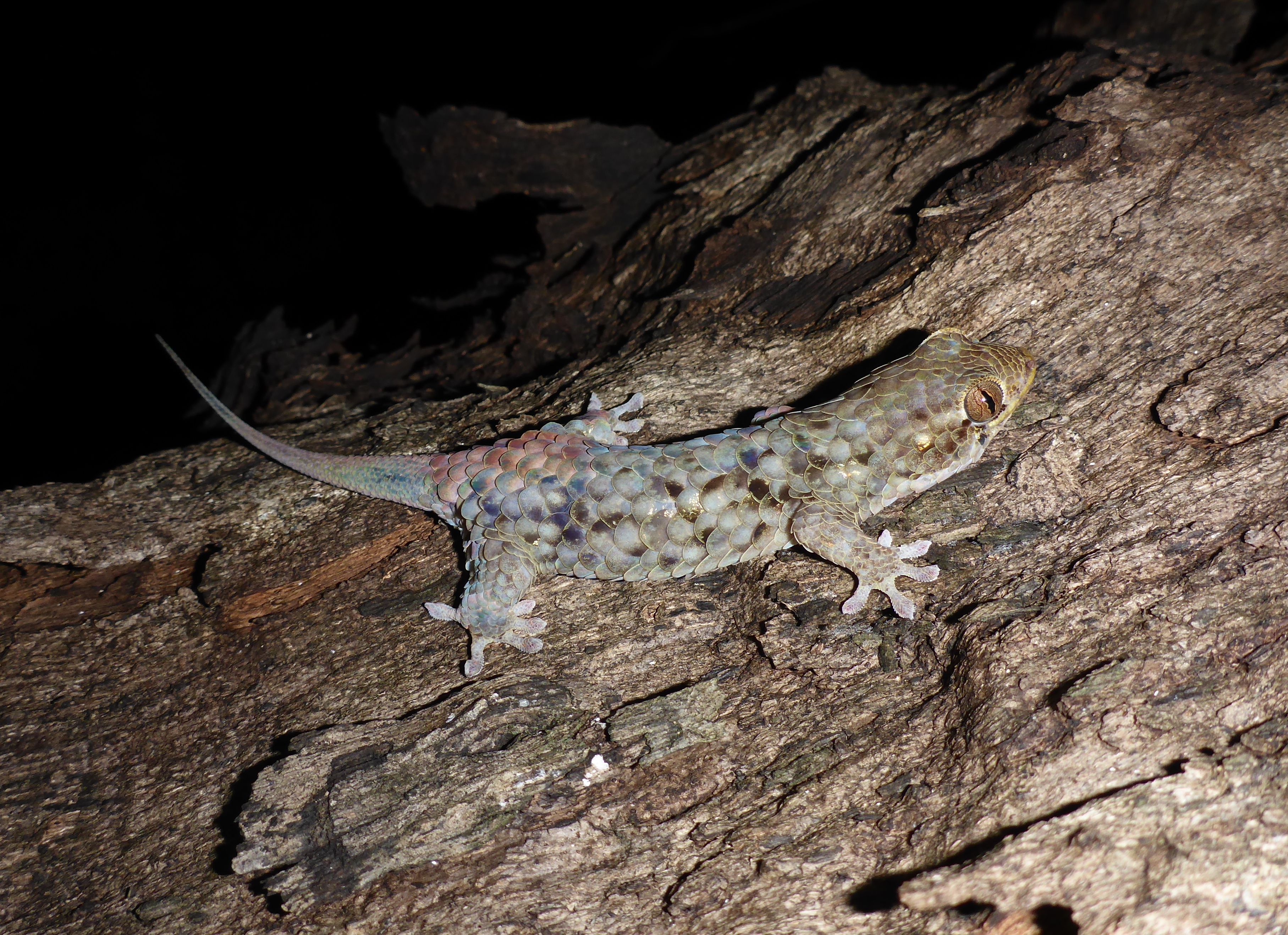 predators reptile shop