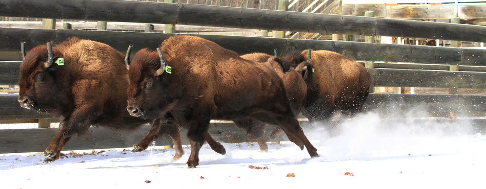 Wild bison destined for Banff National Park are prepared for loading and travel at Elk Island National Park's bison-handling facility in Alberta, Canada, on Jan. 31. (Johane Janelle/Parks Canada /Reuters)