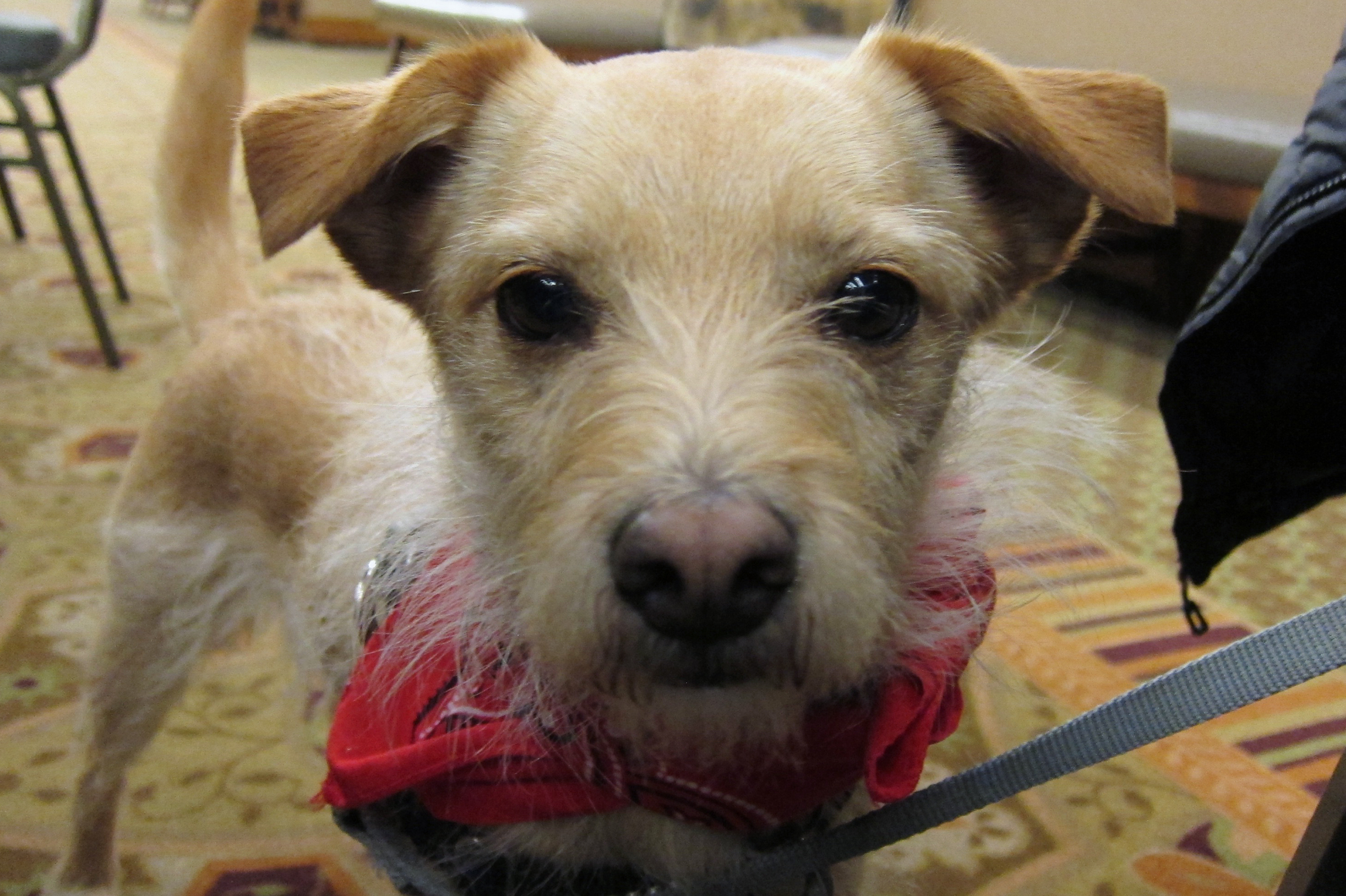 truffle dog training kit