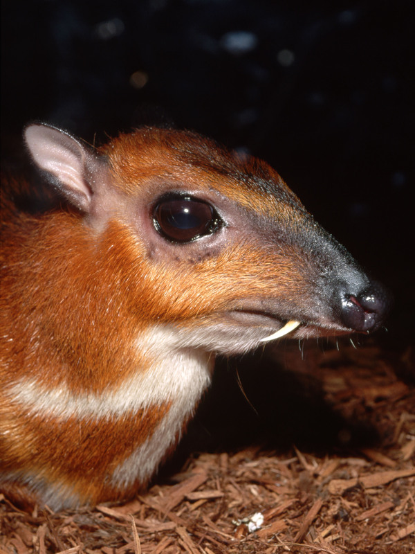 This Malaysian mouse deer is no bigger than a rabbit.