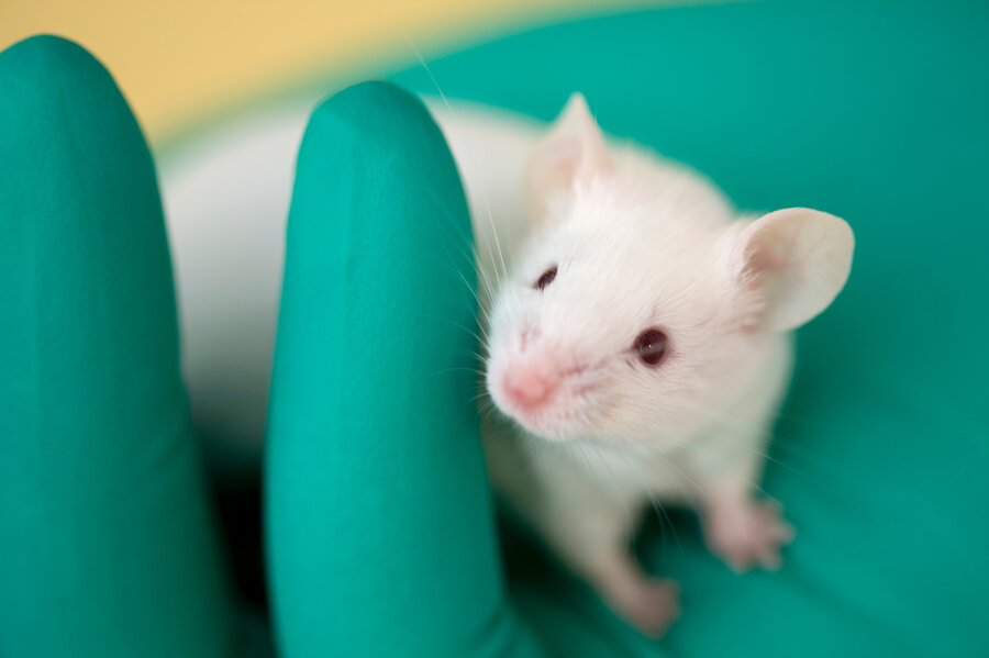 cute mice pictures