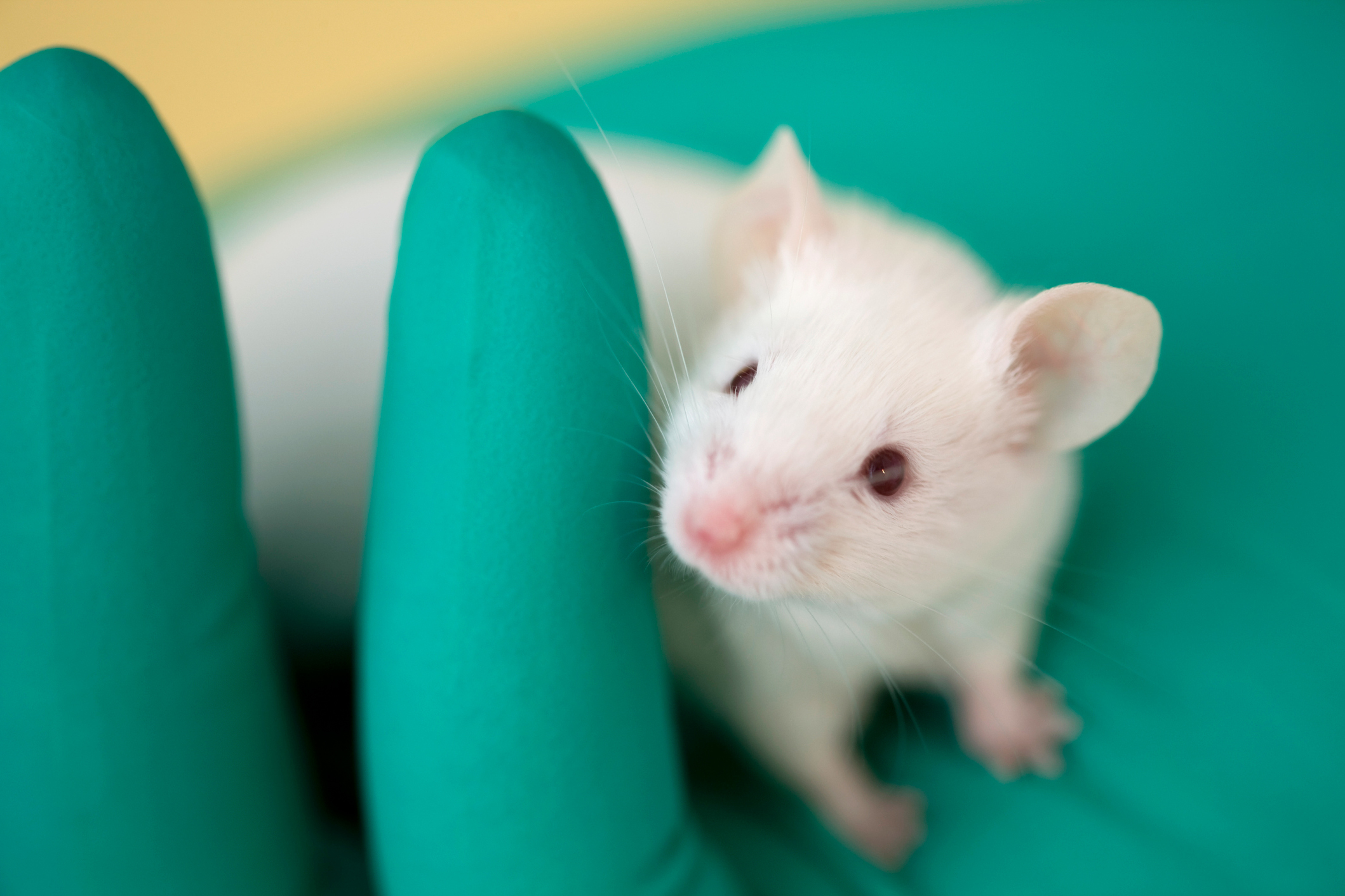 A brain tweak lets mice abstain from cocaine