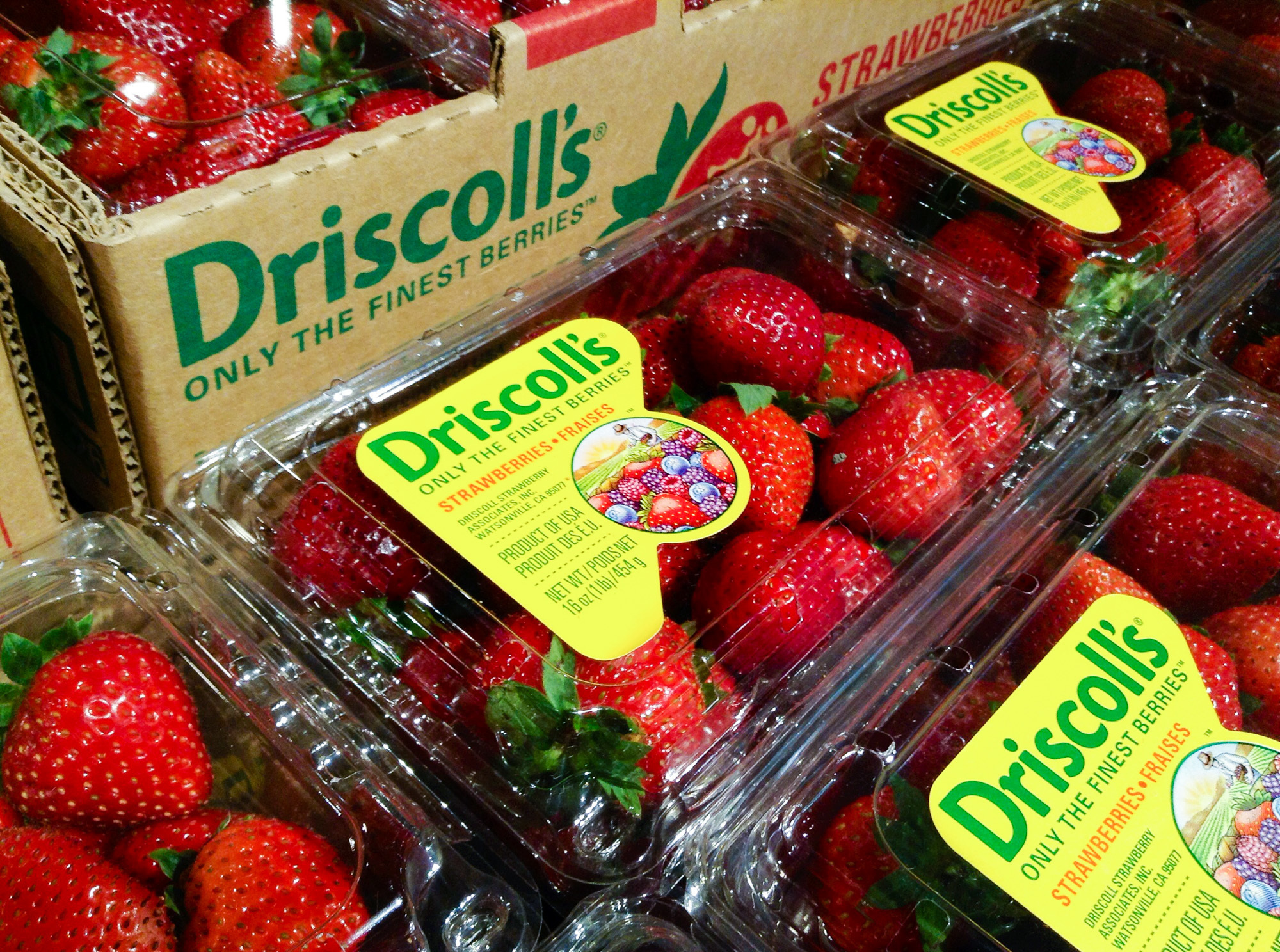 Driscoll's, the largest berry producer in the world, now grows about the same quantity of raspberries and strawberries in Mexico as it does in California. Many American producers have recently expanded their production to Mexico. (Flickr)