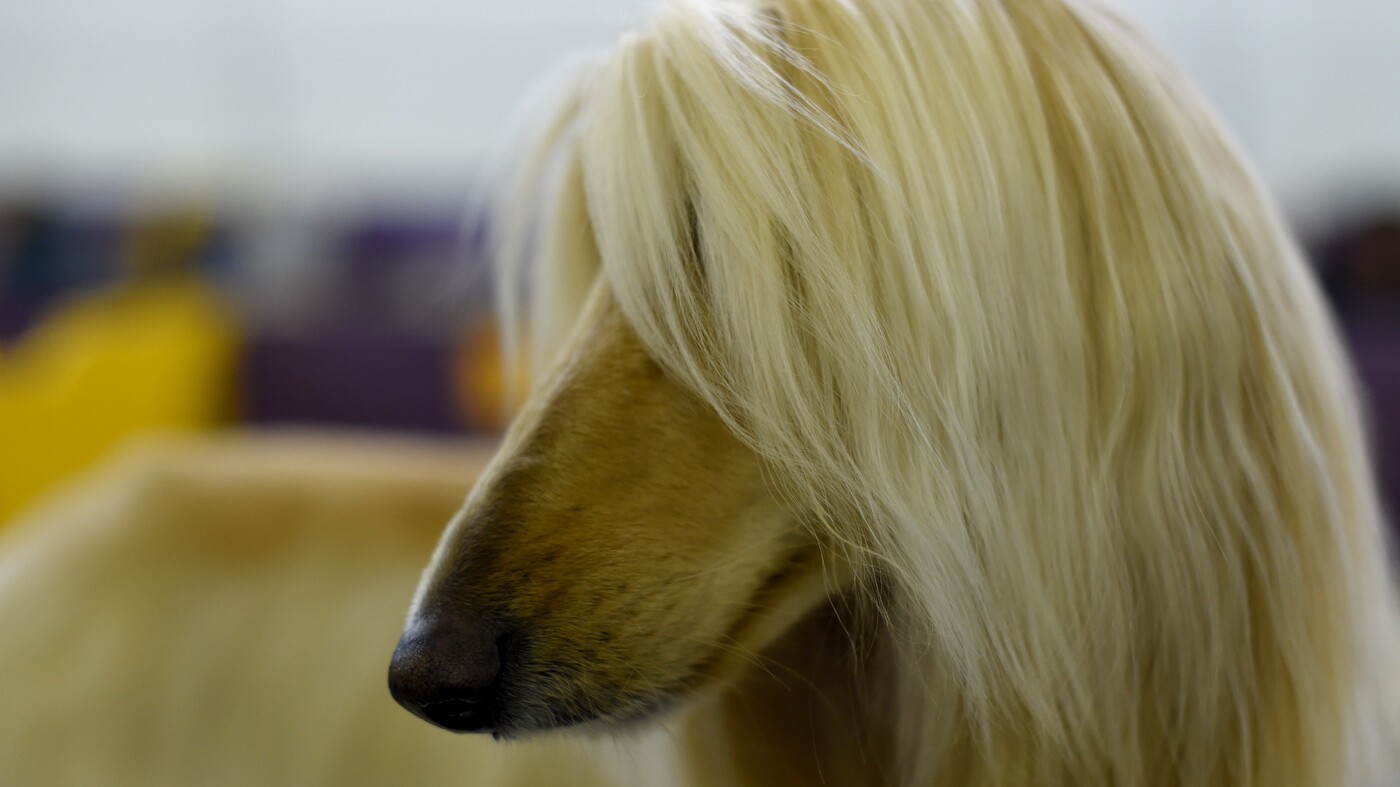 afghan hound owner reviews photos at westminster dog show rumor wins u2014 but they u0027re all good afghan hound owner reviews photos at westminster dog show rumor wins u2014 but they u0027re all good