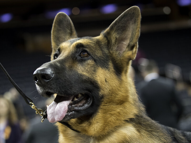 dog show without dogs