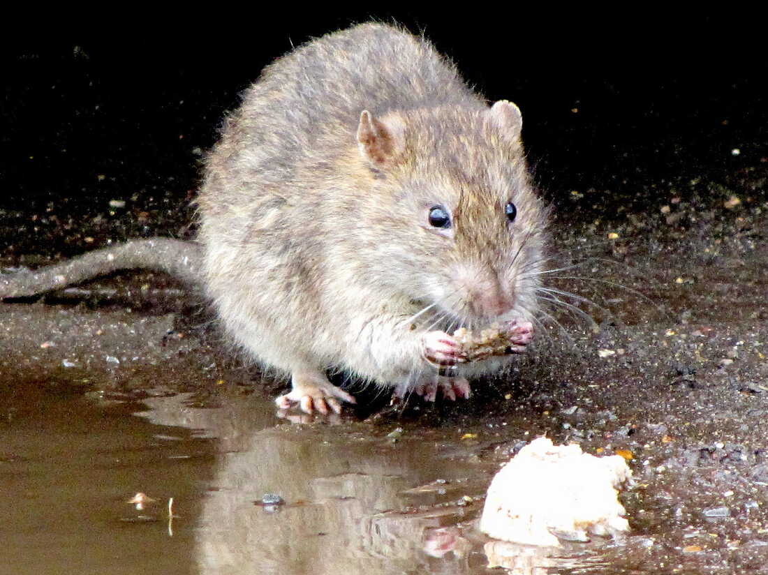 A rat in 2010.