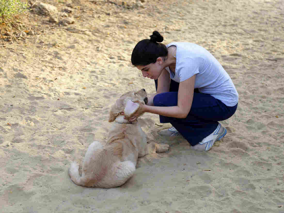 In using pet-directed speech, dog owners may be conveying intentions and emotion in subtile ways, says Barbara J. King.