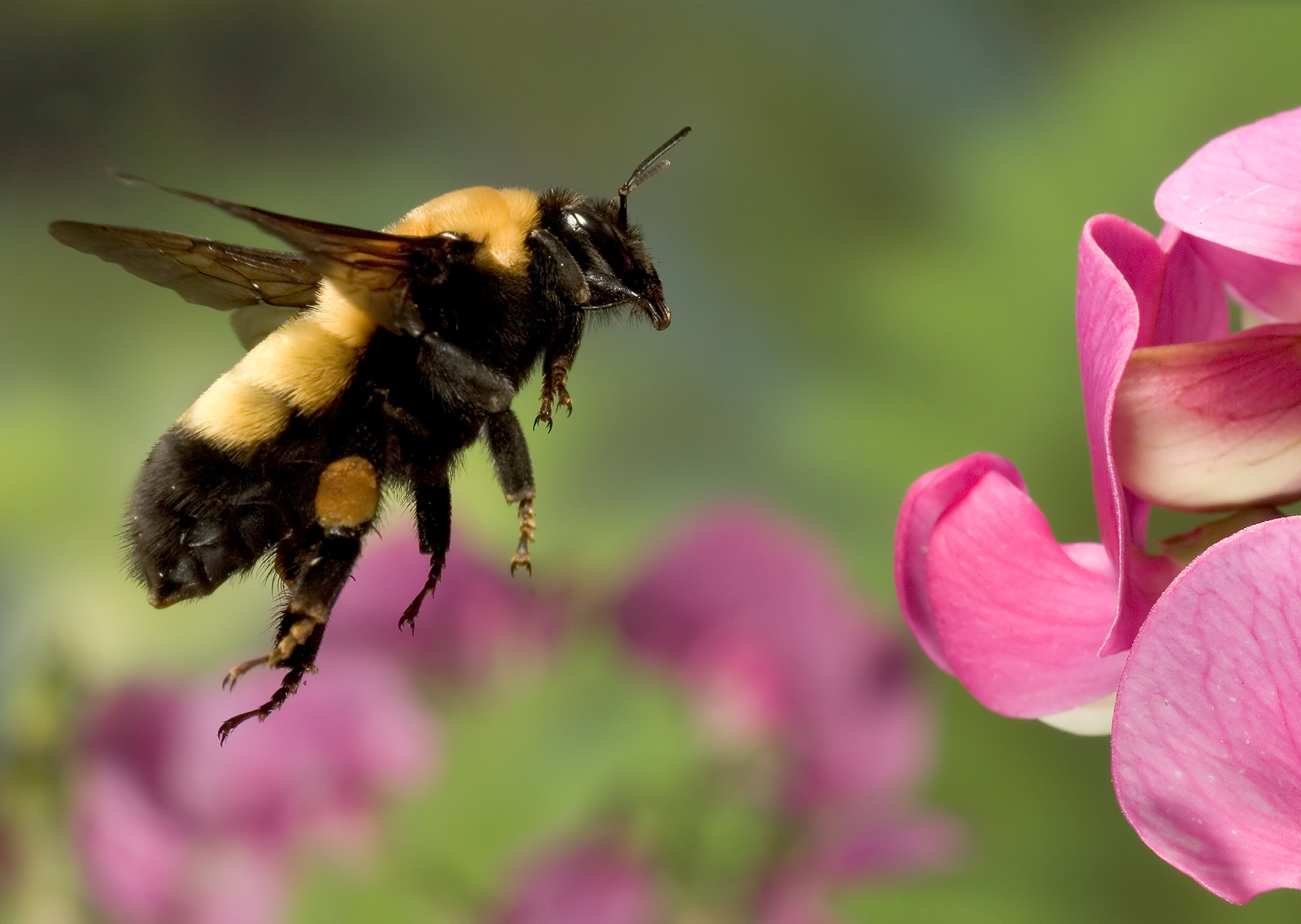 Bumblebees have 100,000 times fewer neurons than humans do, but they can learn new skills quickly when there's a sweet reward at the end. (Michael Durham/Minden Pictures/Getty Images)